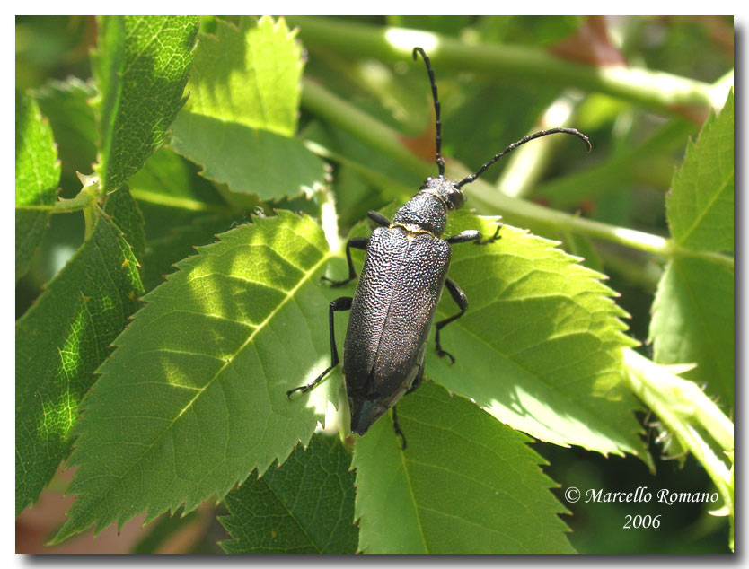 Ritratti 1: Stictoleptura scutellata melas (Cerambycidae)